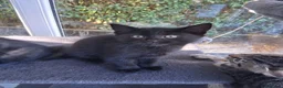 Mixed Breed cats for sale: Gorgeous Tortoiseshell and ghost tabbies 😻 - Advert 19