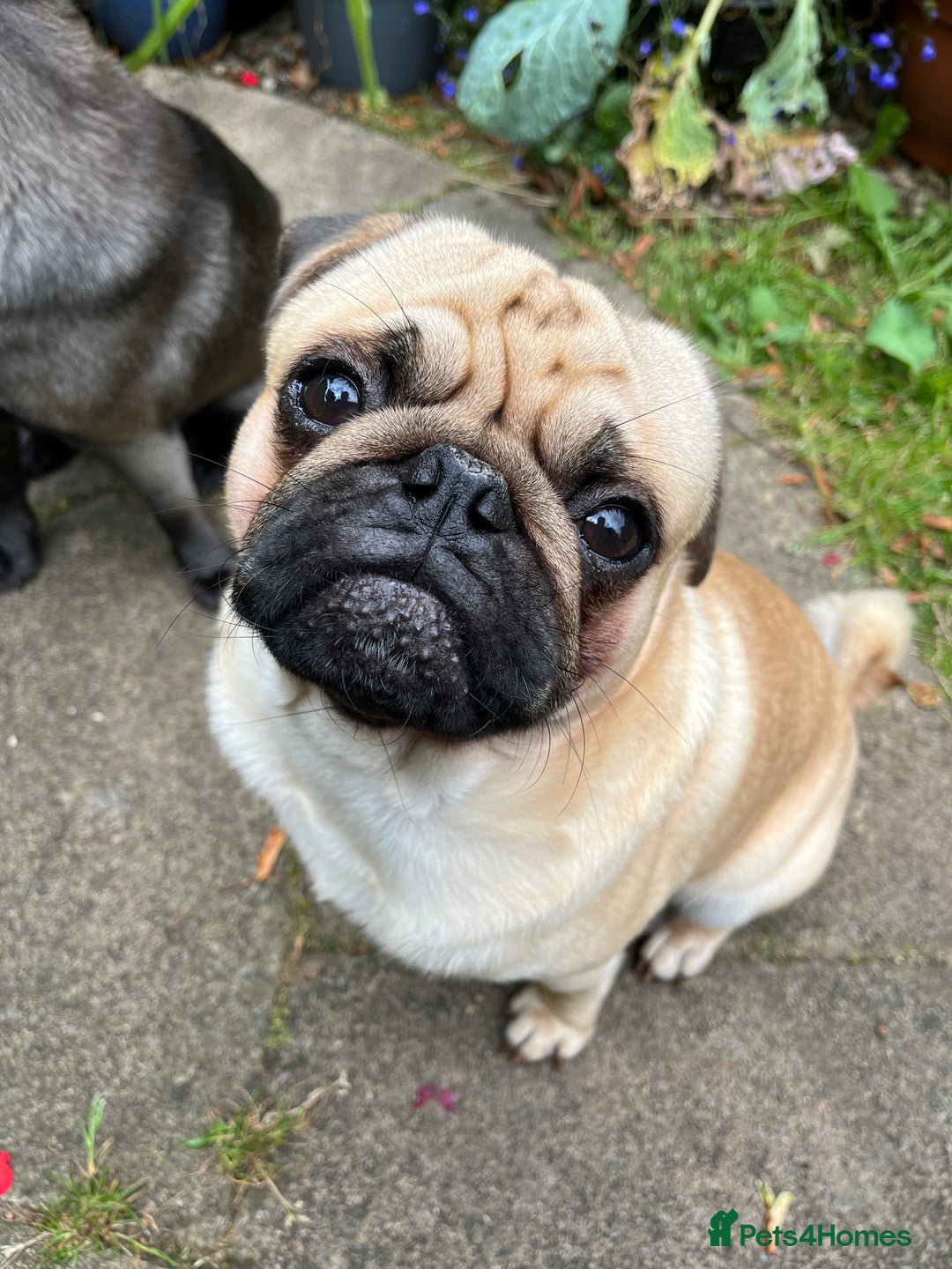 Pug dogs for stud: Jack and Victor -Glaswegian pug brothers for stud - Image 13