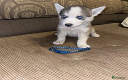 Siberian Husky dogs for sale: Husky puppies  - Image 9