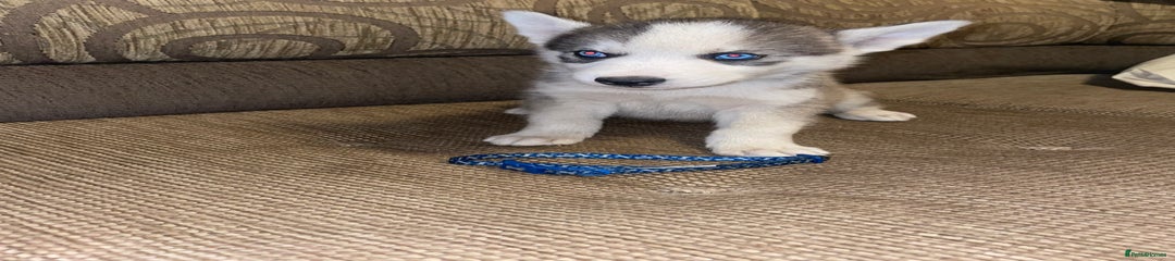 Siberian Husky Puppy 1