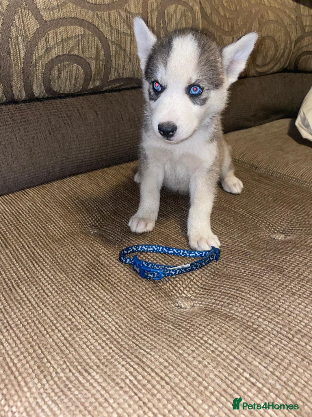 Siberian Husky dogs for sale: Husky puppies  - Image 9