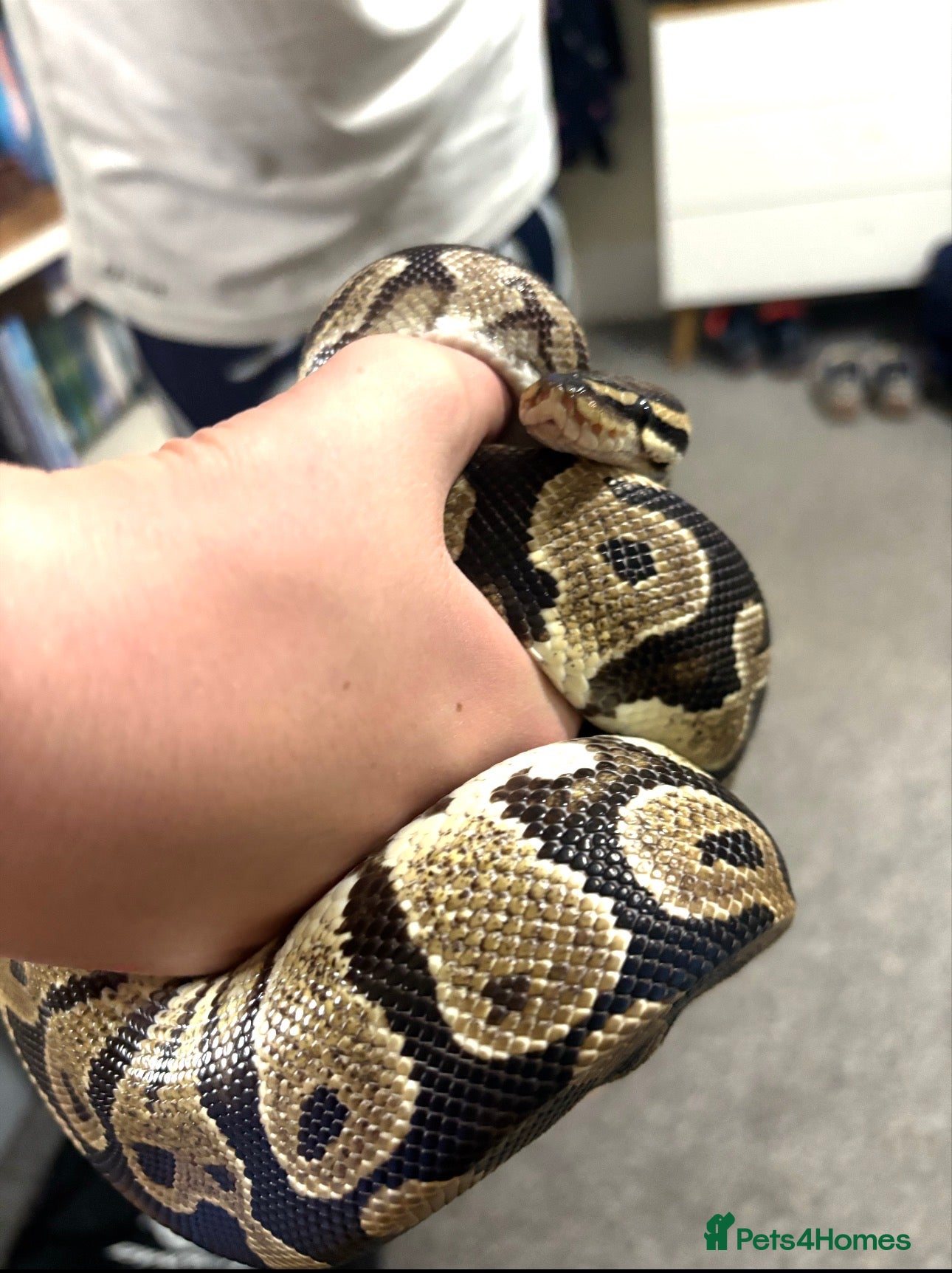 Python Snake reptiles Female Royal/Ball Python 5 Years Old - Advert 2