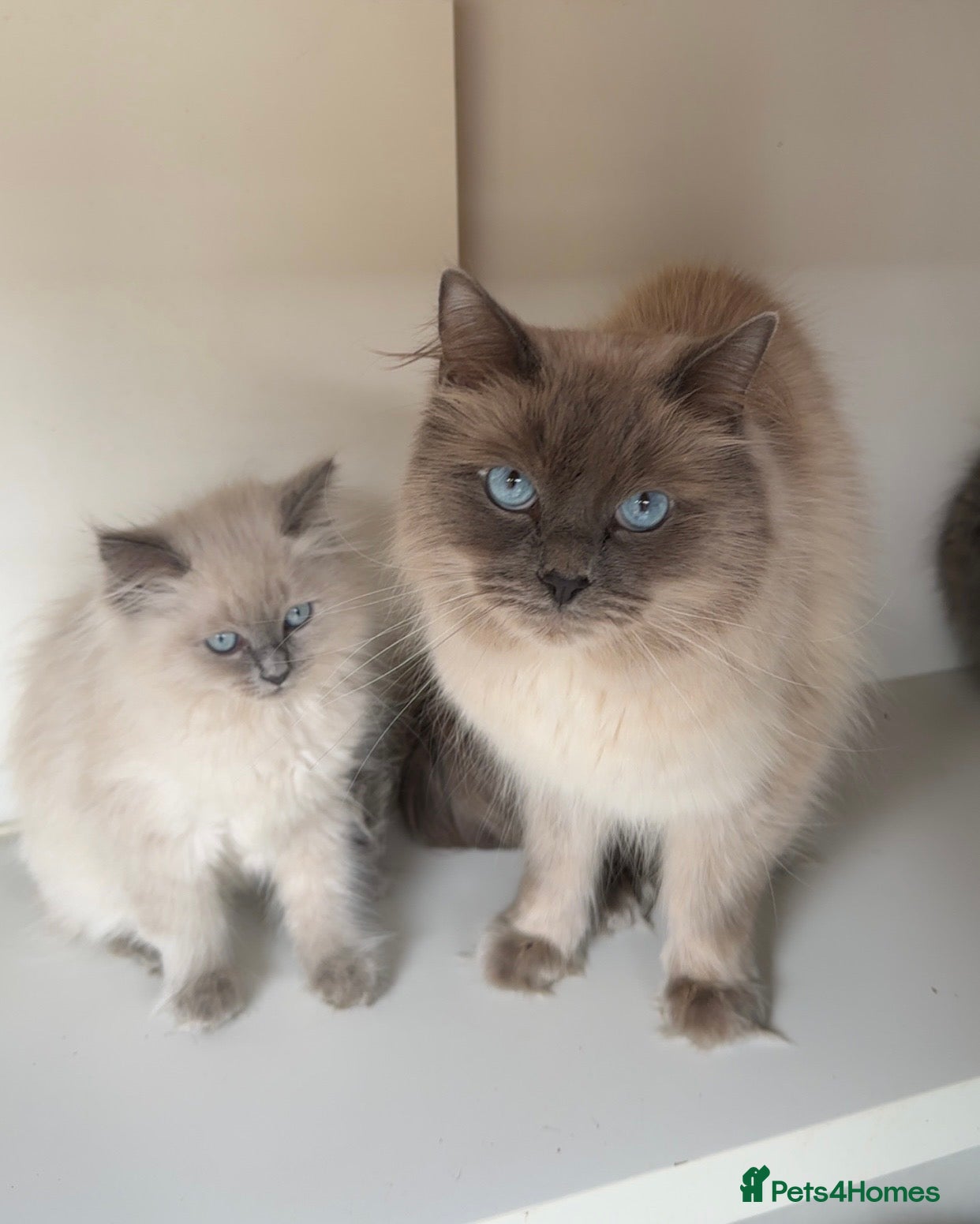 Ragdoll cats Stunning Ragdoll×British Longhair Kittens ReadyNow - Advert 1