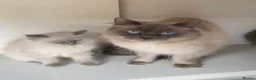 Ragdoll cats for sale: Stunning Ragdoll×British Longhair Kittens ReadyNow - Advert 1
