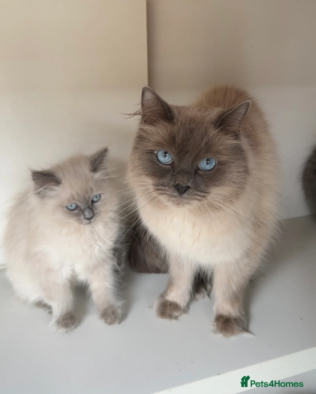 Ragdoll cats for sale: Stunning Ragdoll×British Longhair Kittens ReadyNow - Advert 1