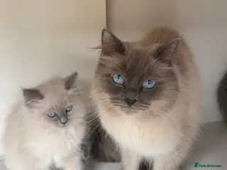 Ragdoll cats Stunning Ragdoll×British Longhair Kittens ReadyNow - Advert 1