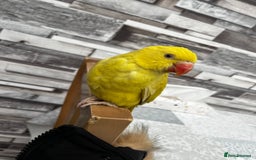 Budgerigars birds for sale: Handreared Tame Yellow Ringneck  - Image 6