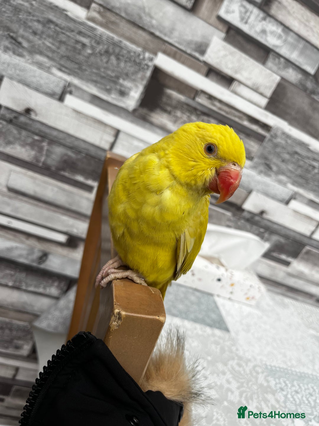 Budgerigars birds for sale: Handreared Tame Yellow Ringneck  - Image 6