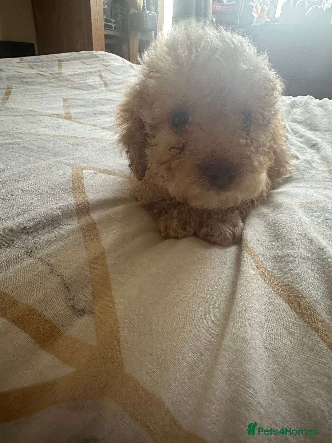 Cockapoo dogs for sale: Reduced F3 Cockapoo READY to leave 21st July  - Image 3