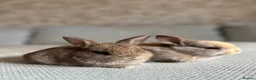 Mixed Breed rabbits for sale: Beautiful Lop eared bunnies  in Lutterworth - Advert 4