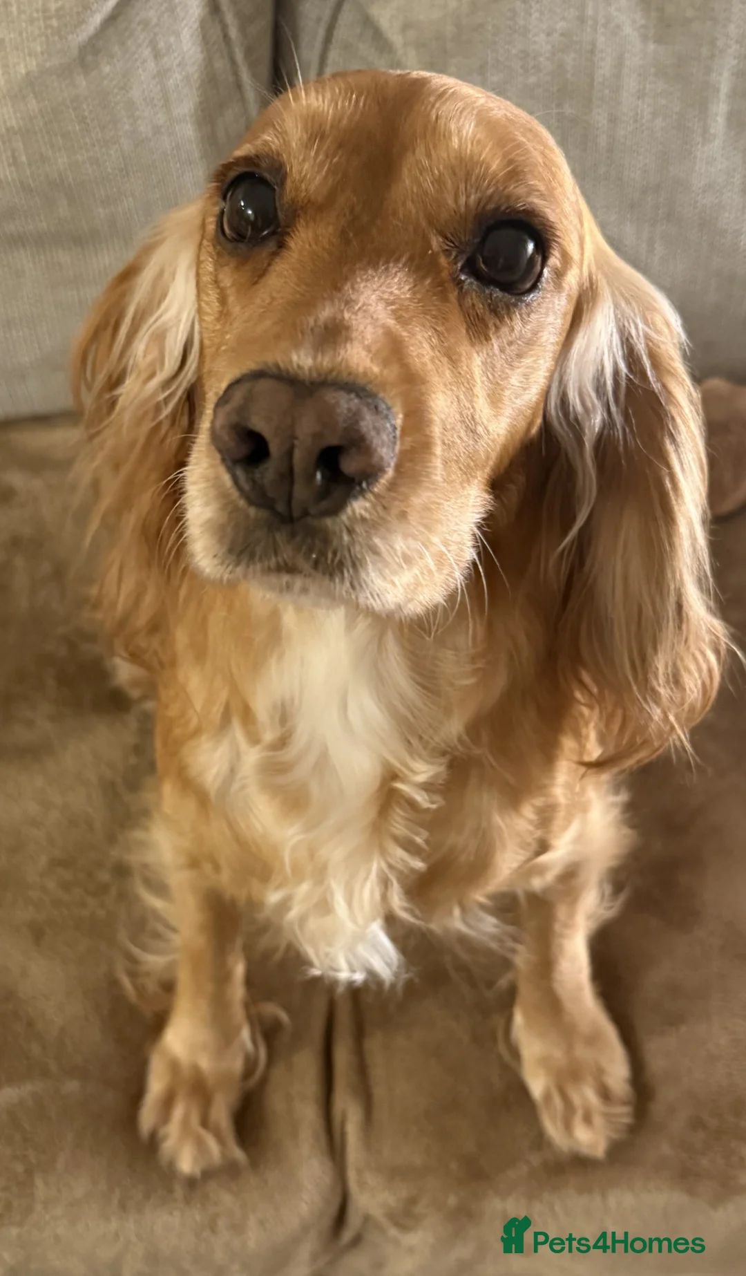 Cocker Spaniel dogs for sale: Working Cocker Spaniel Pups - Advert 2