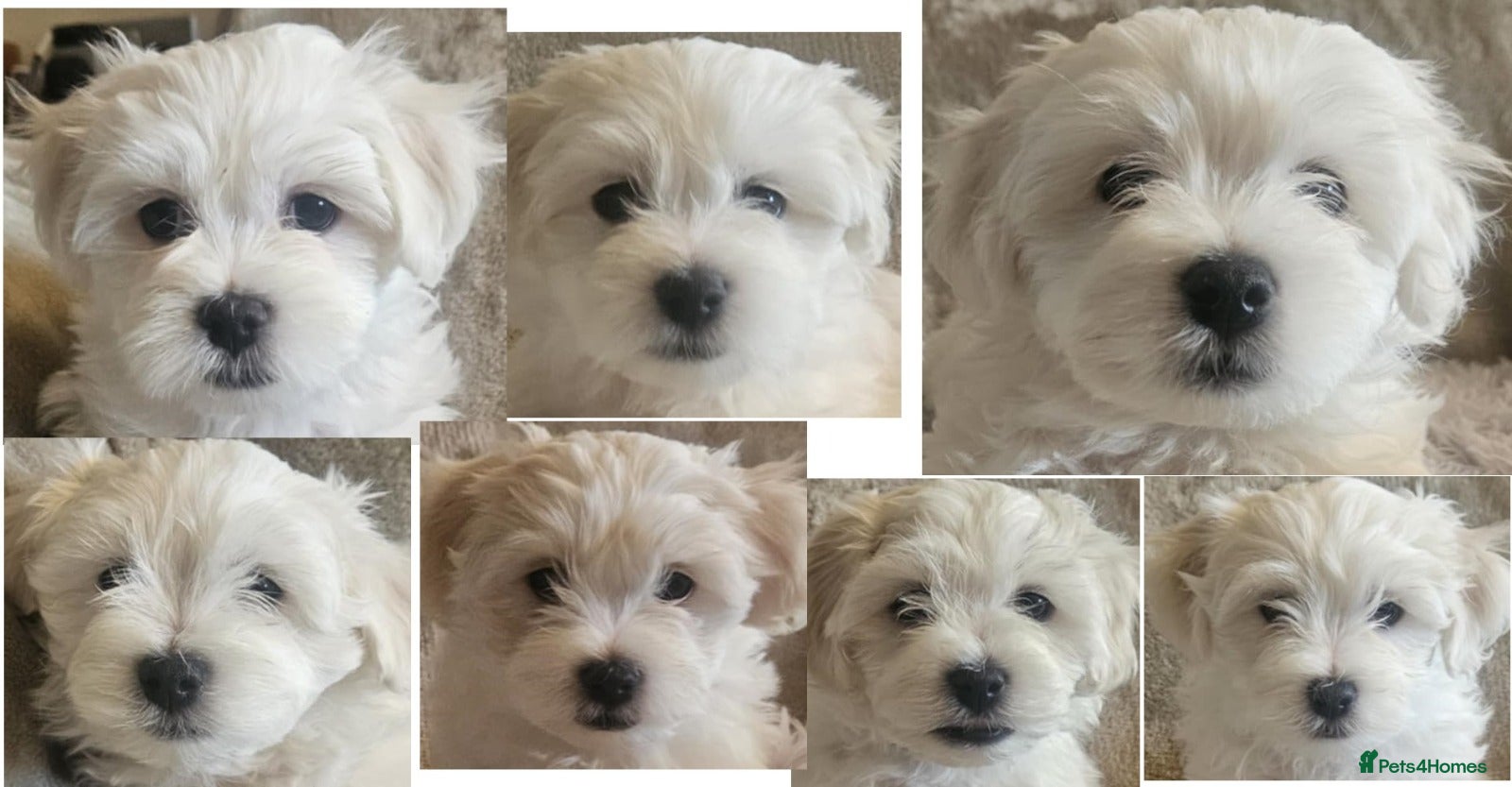 Maltese dogs Adorable Maltese puppies looking for forever home! - Advert 16