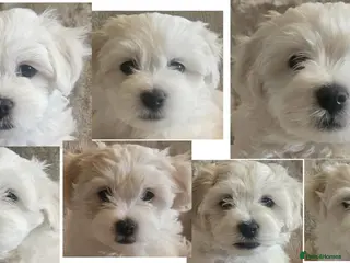 Maltese dogs Adorable Maltese puppies looking for forever home! - Advert 16