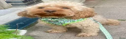 Cavapoo dogs for sale: Beautiful cavapoo puppies - Advert 4