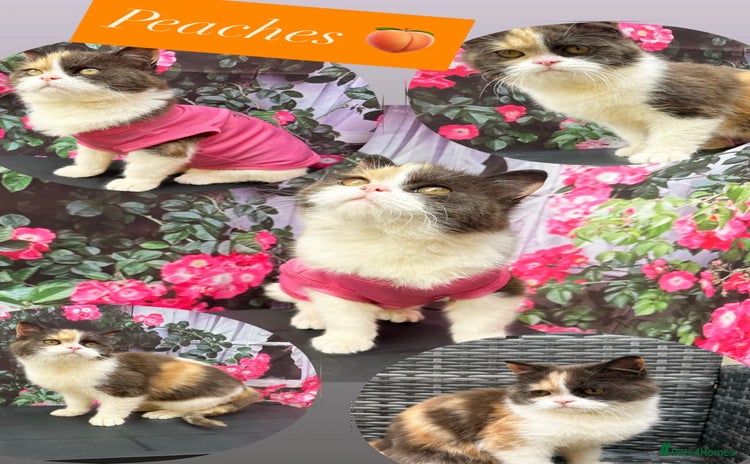 British Shorthair cats - Advert 2