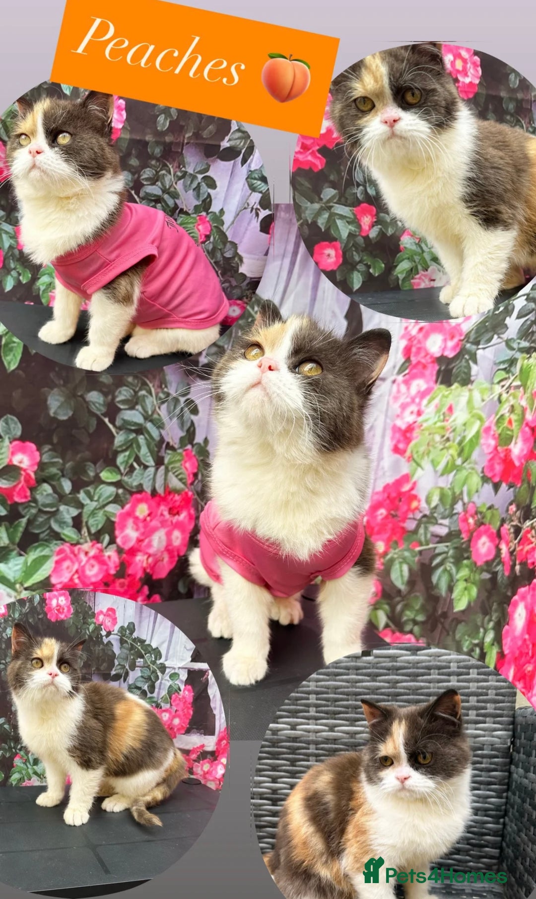 British Shorthair cats for sale: RESERVED PENDING COLLECTION Beautiful BriTISH SH - Image 1