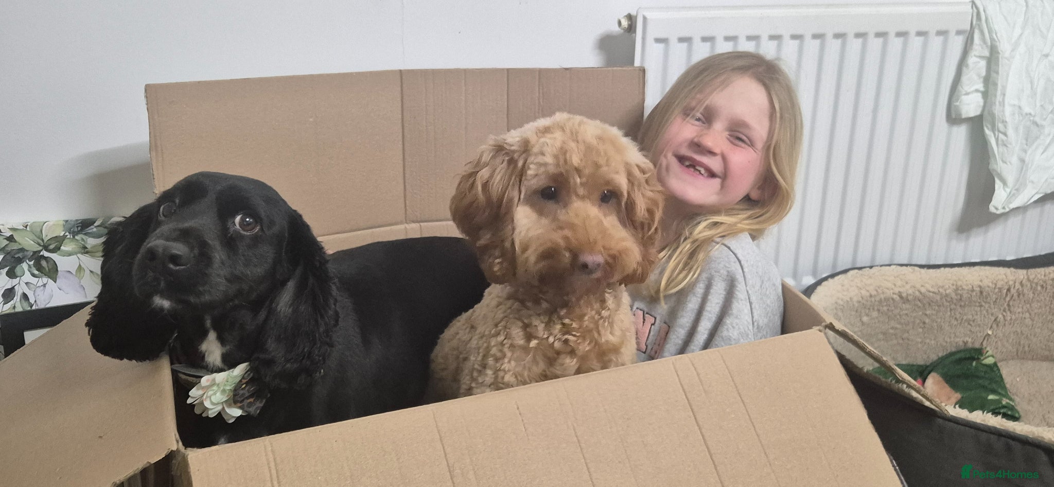 Cockapoo dogs Incoming fb1 cockapoos  - Advert 2