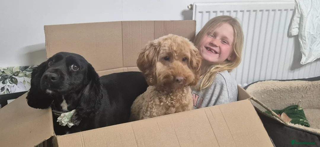 Cockapoo dogs for sale: Incoming fb1 cockapoos  in Bodmin - Advert 1