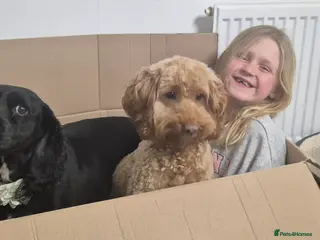 Cockapoo dogs Incoming fb1 cockapoos - Advert 2