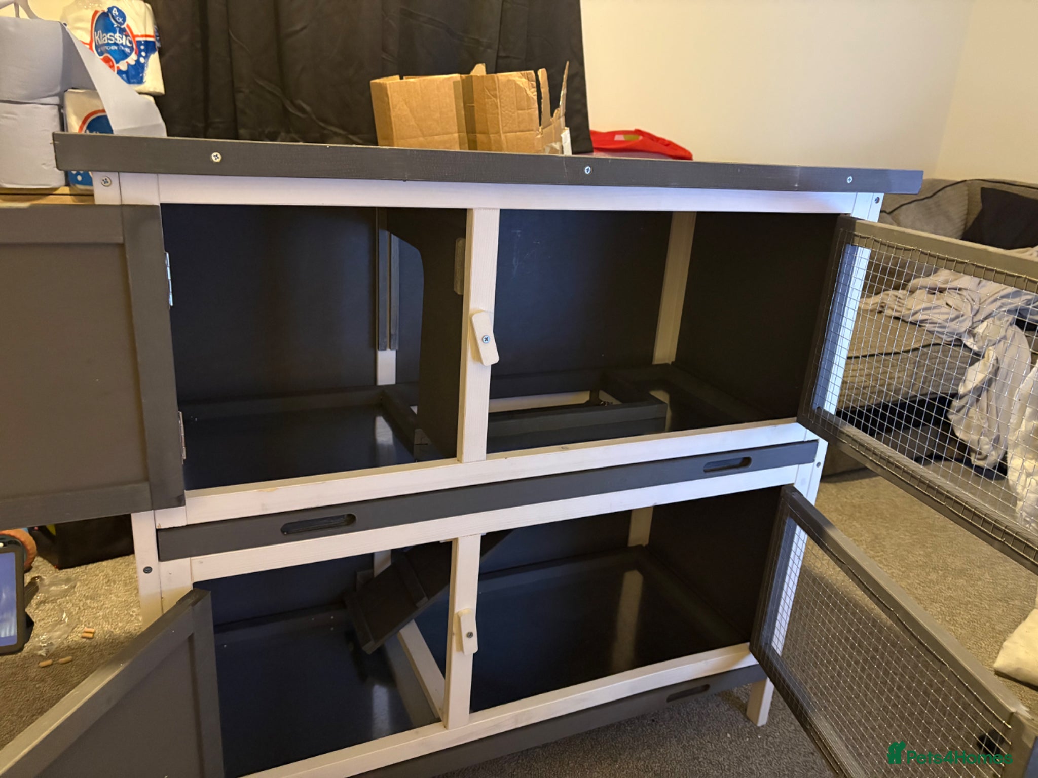 Netherland Dwarf rabbits Neatherland dwarf  - Advert 20