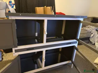 Netherland Dwarf rabbits Neatherland dwarf - Advert 20