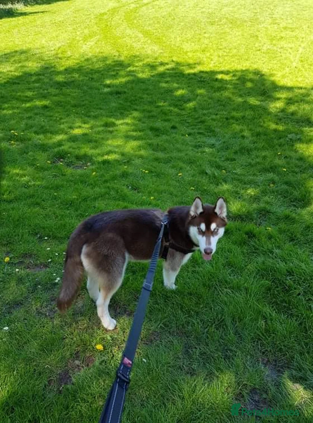 Siberian Husky dogs for stud: Stunning Bi-eyed Siberian Husky for stud(PROVEN) in Burton-on-Trent - Advert 8