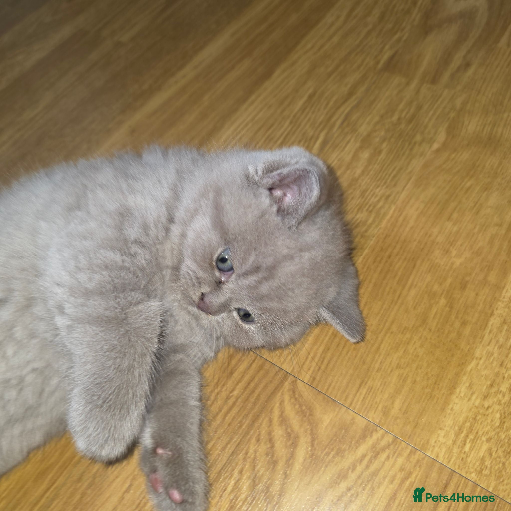 British Shorthair cats British Shorthair Kittens | Champion Lines - Advert 2