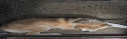 Japanese Akita Inu dogs for sale: Male Japanese Akita called Foxy, not Neutered  - Advert 2