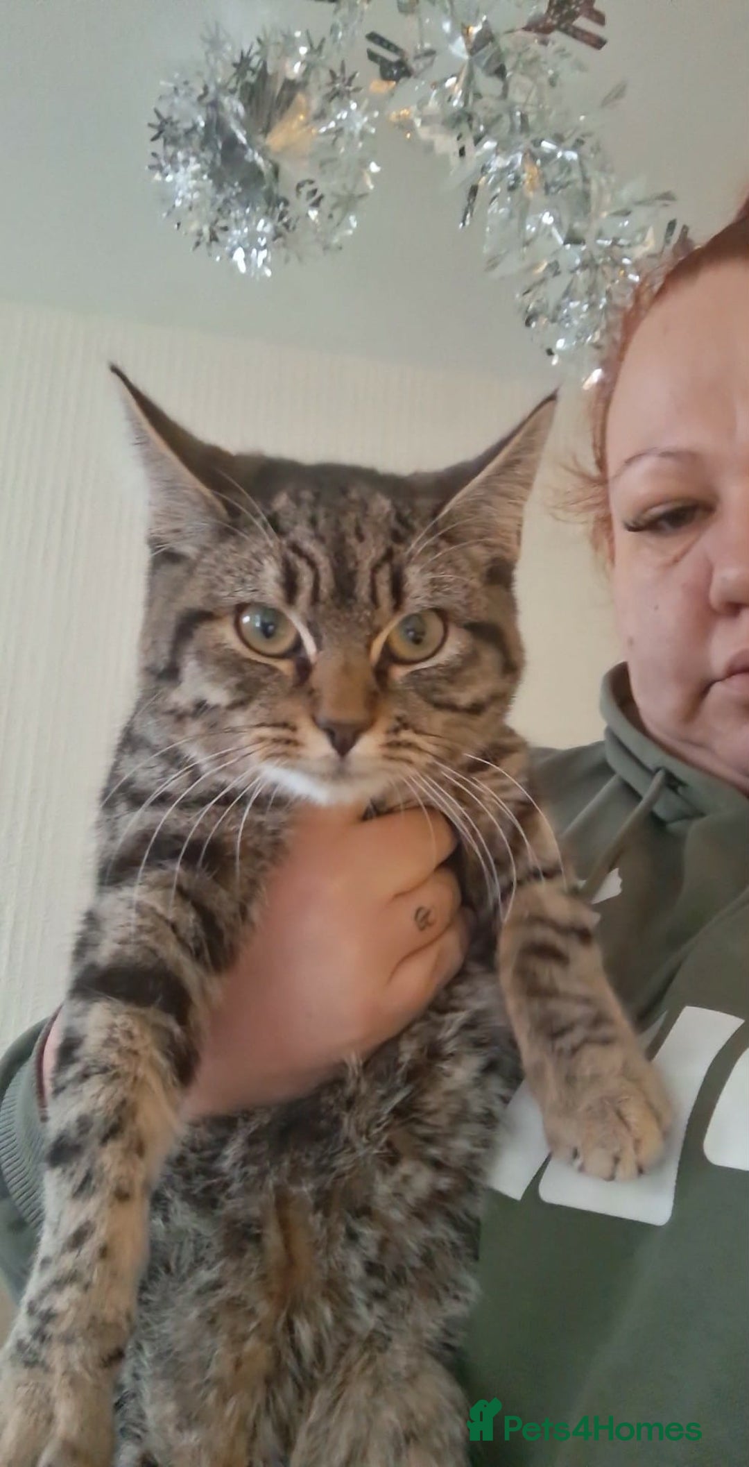 Mixed Breed cats for sale: Male kitten - Advert 2