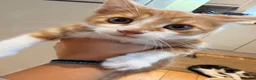 Mixed Breed cats for sale: Stunning Mixed Breed Kittens in London - Advert 3