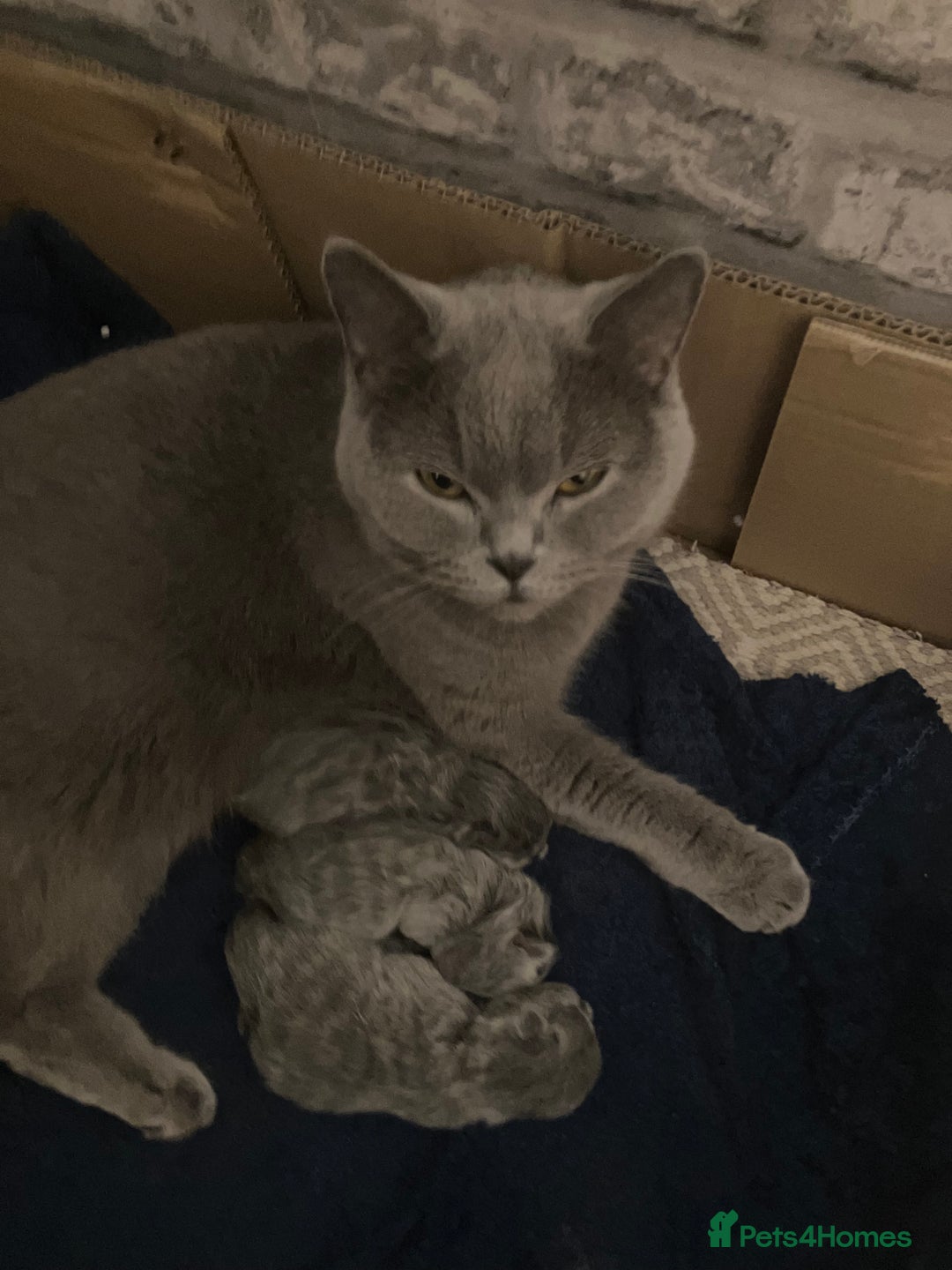 British Shorthair cats for sale: 💙❤️ British shorthair 💙❤️ - Advert 3