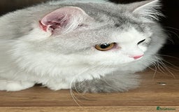 Mixed Breed cats for adoption: SKY MIX PERSIAN AMAZING LOOKING & FRIENDLY NEUTER - Image 3