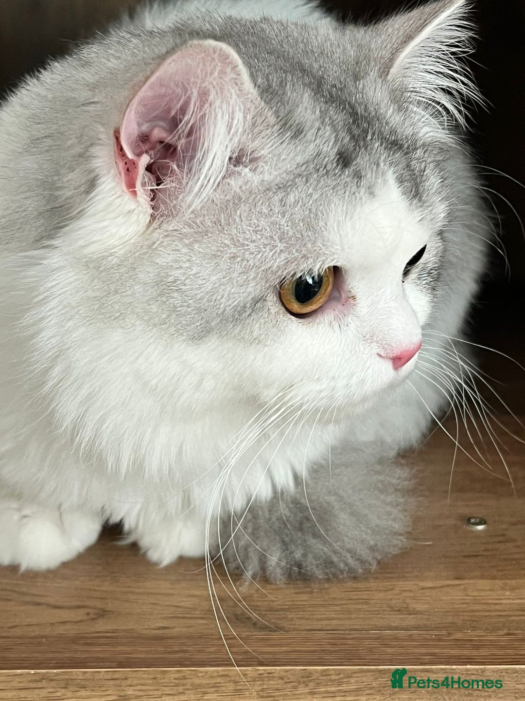 Mixed Breed cats for adoption: SKY MIX PERSIAN AMAZING LOOKING & FRIENDLY NEUTER - Image 3