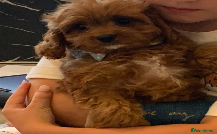 Cavapoo dogs - Advert 5