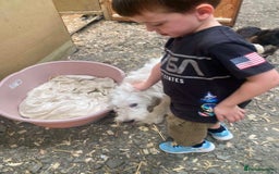 Mixed Breed dogs for adoption: Meet Petey, currently residing in Essex - Image 6