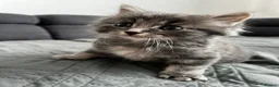 Mixed Breed cats for sale: 5 beautiful kittens (1 boy and 4 girls) - Advert 7