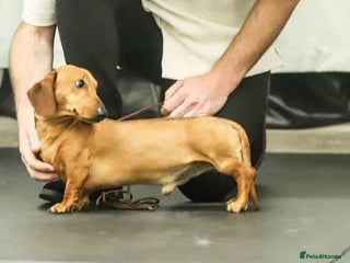 Miniature Dachshund dogs - Advert 19