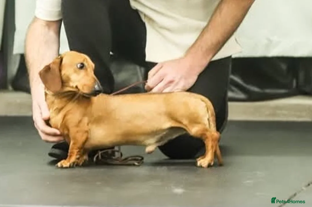 Miniature Dachshund dogs for stud: Shantallah what a lark around Debbiejay  - Advert 1
