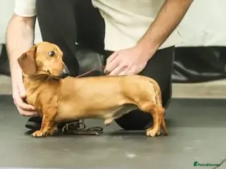 Miniature Dachshund dogs Shantallah what a lark around Debbiejay - Advert 12