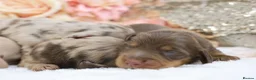 Miniature Dachshund dogs for sale: KC Longhair Miniature Dachshunds - Advert 3