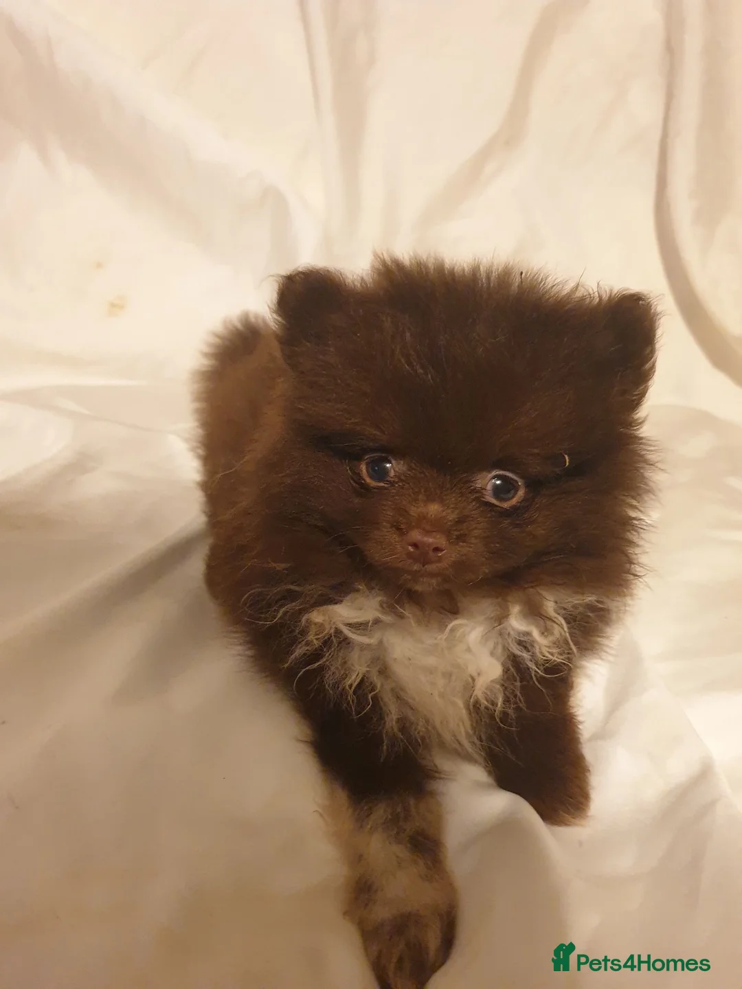 Pomeranian dogs for sale: Pomeranian puppies ready now - Advert 2