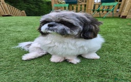 Shih Tzu dogs for stud: Stud Available – KC Registered Shih Tzu - Image 2