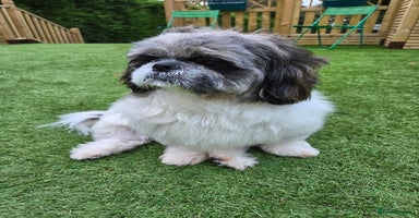 Shih Tzu dogs - Advert 11
