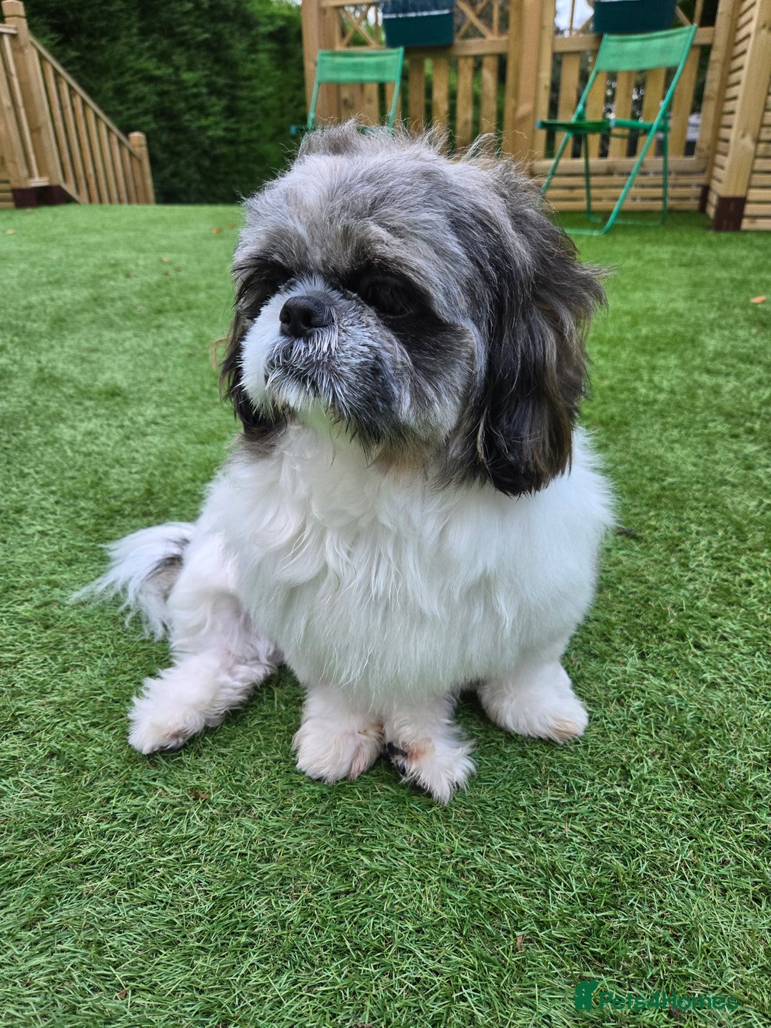 Shih Tzu dogs for stud: Stud Available – KC Registered Shih Tzu - Image 2