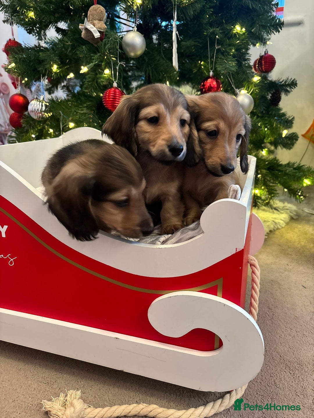 Miniature Dachshund dogs for sale: 🩷LAST GIRL🩷Shaded Cream,Long Hair,Mini Dachshund - Advert 3