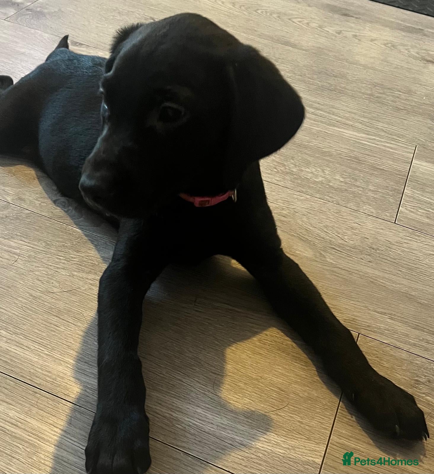 Labrador Retriever dogs 1 Girl & 1 Boy! Beautiful KC Labrador Puppies - Advert 1