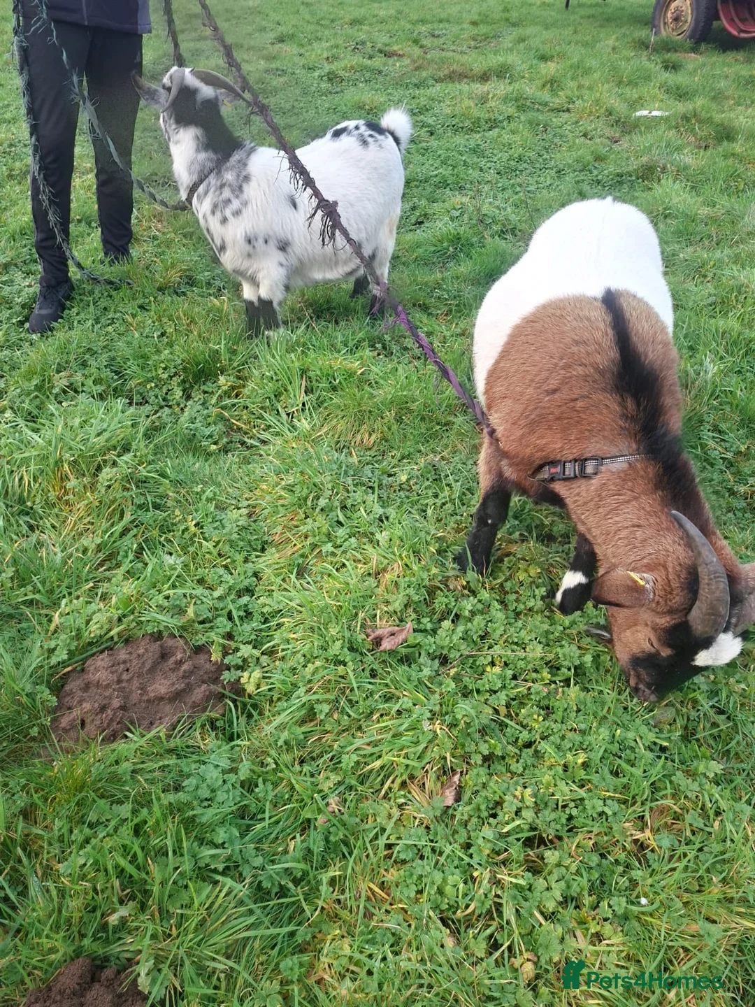 Goats livestock for sale: PygmyxNigerian male goats - Advert 4