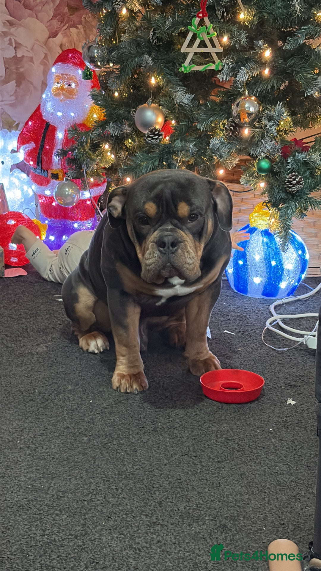 Olde English Bulldogge dogs for stud: Olde English bulldog for studding  - Advert 8