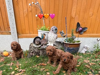 Cavapoo dogs 🔥 Waiting List for May Litter 2026 - F1 Cavapoos - Advert 10