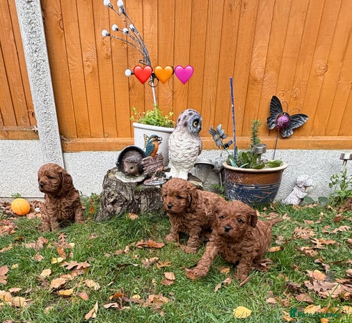 Cavapoo dogs 🔥 Waiting List for May Litter 2026 - F1 Cavapoos - Advert 15